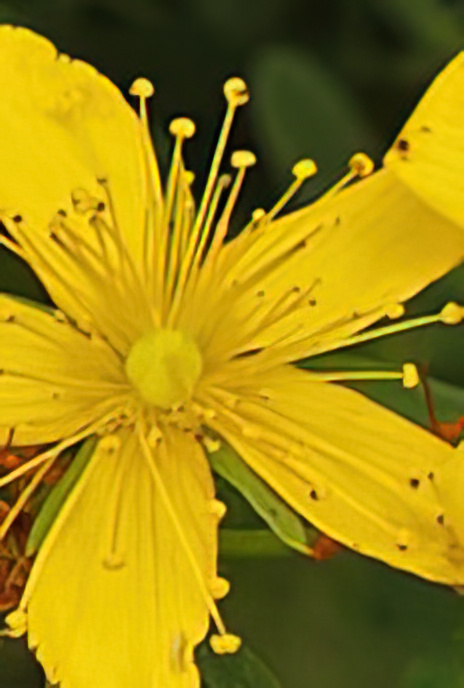 Perforate St John’s-wort