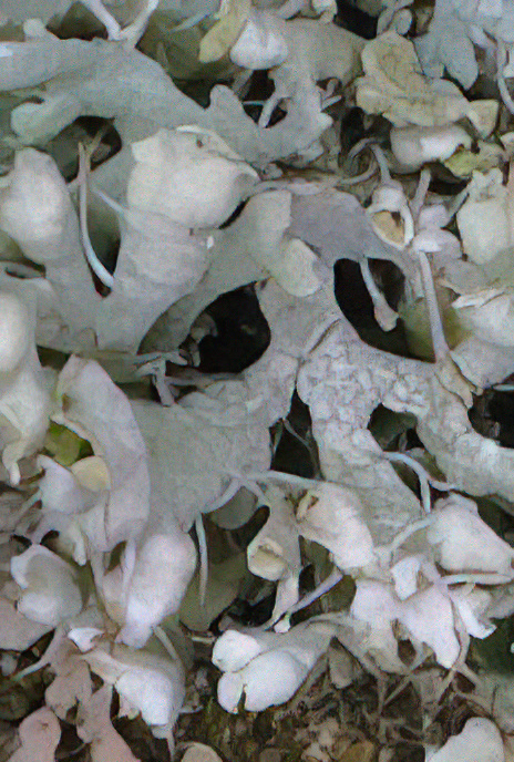Physcia adscendens