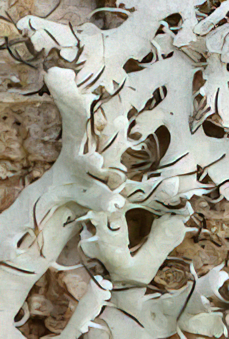 Physcia adscendens