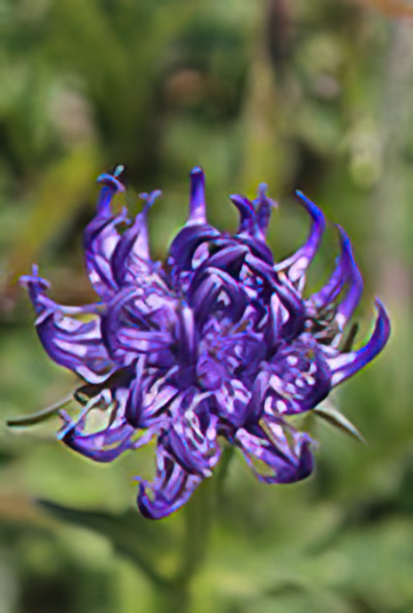 Round-headed Rampion