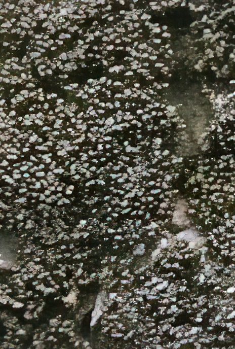 Placynthium nigrum