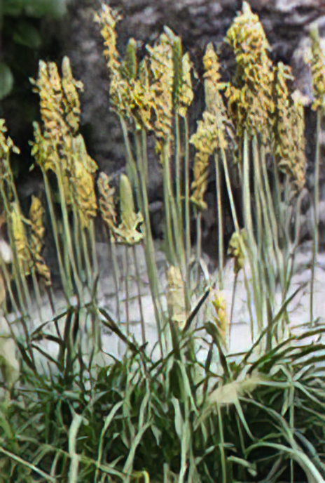 Alpine Plantain