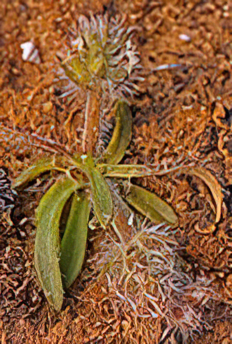 Hairy Plantain
