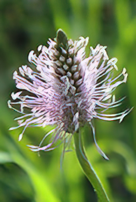 Hoary Plantain