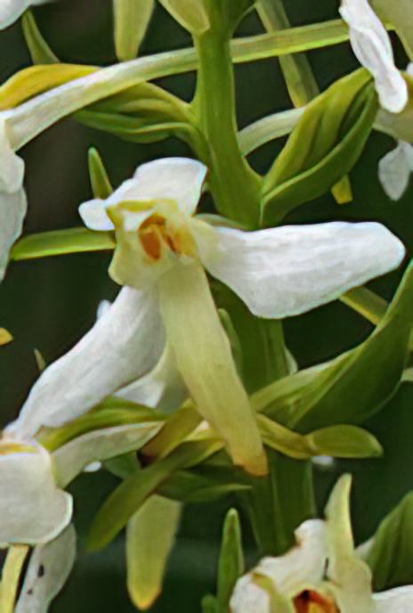 Greater Butterfly Orchid
