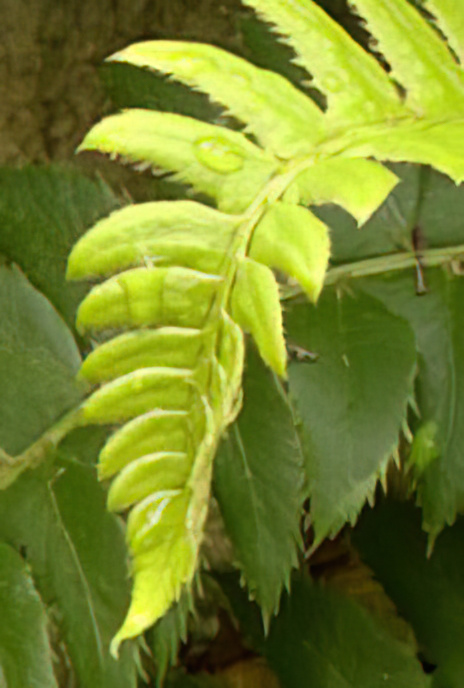 Holly Fern