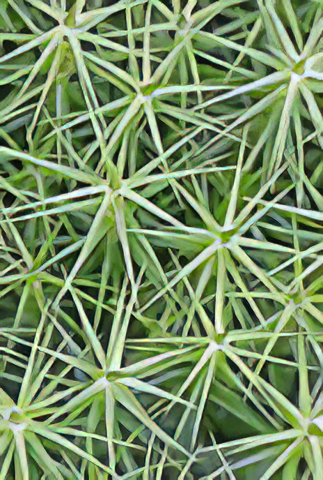 Common hair moss or Great Goldilocks