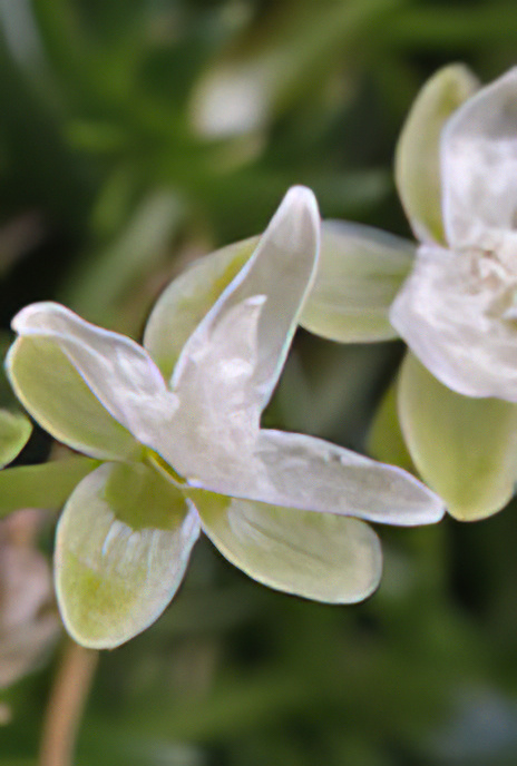 Procumbant Pearlwort
