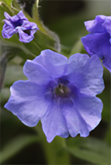 Purple Gromwell