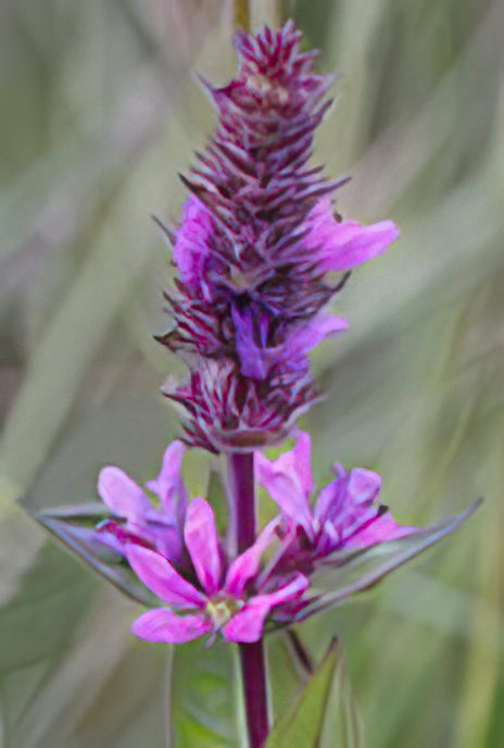 Purple Loosestrife