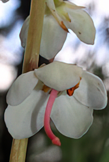 Round-leaved Wintergreen
