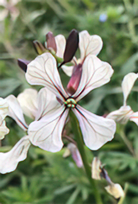 Wild Radish