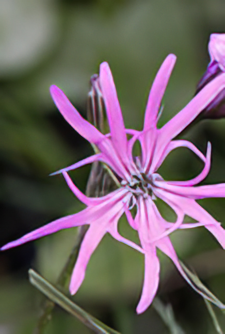 Ragged Robin