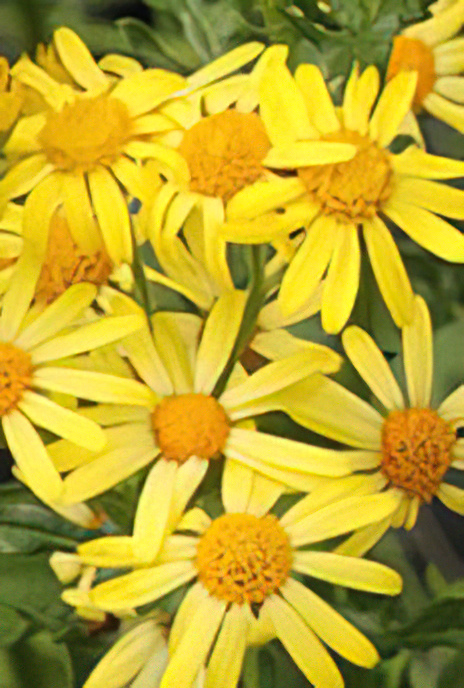 Ragwort