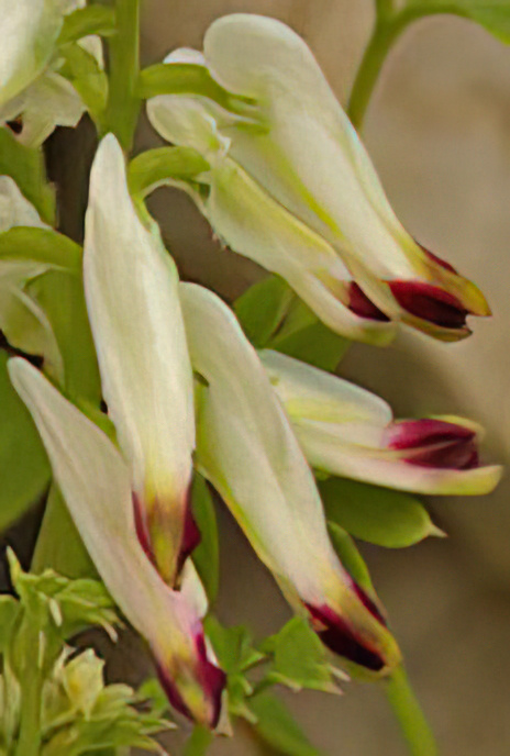 Ramping Fumitory