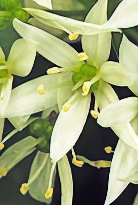 Ramsons