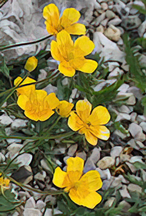 Meadow or Tall Buttercup