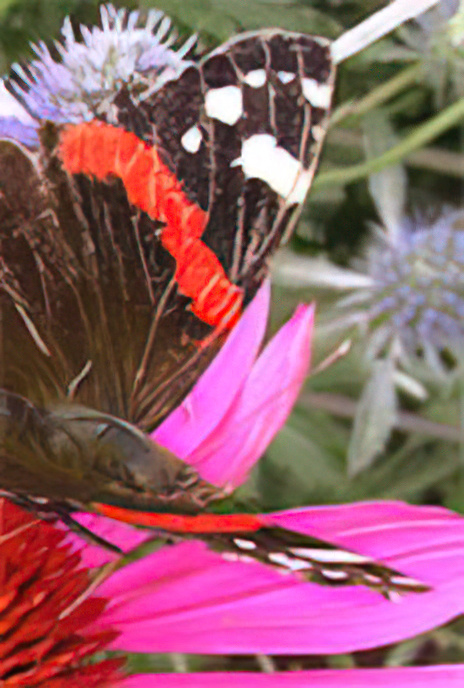 Red Admiral