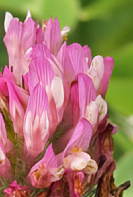Red Clover