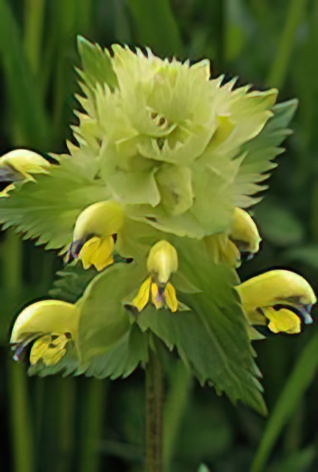 Greater Yellow Rattle