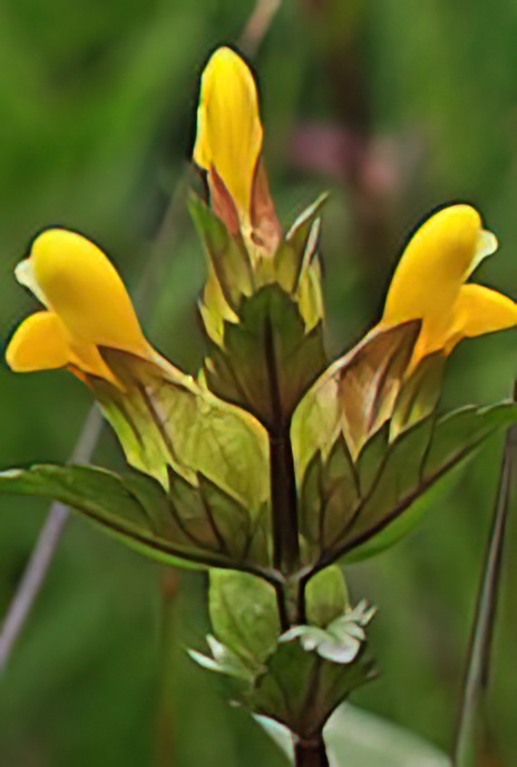Lesser Yellow Rattle