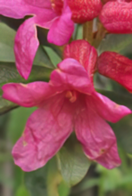 Alpenrose