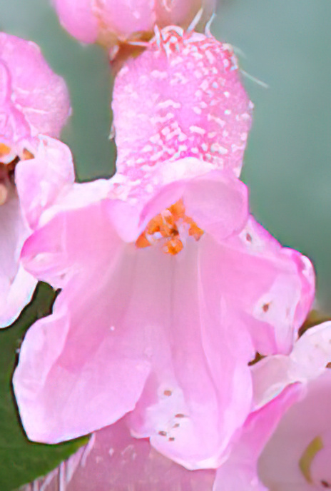 Hairy Alpenrose