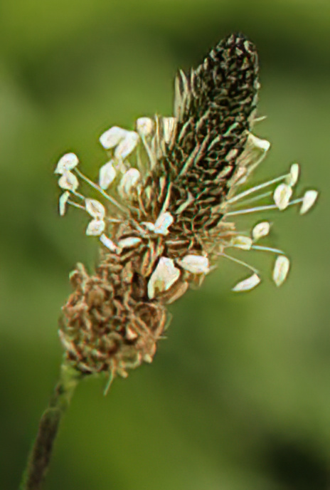Ribwort Plantain