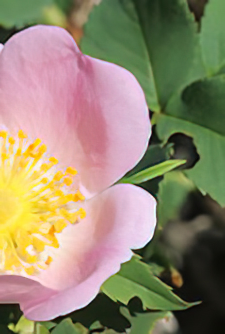 Dog Rose