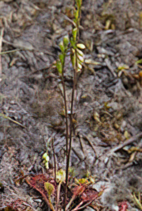 Roundleaved Sundew