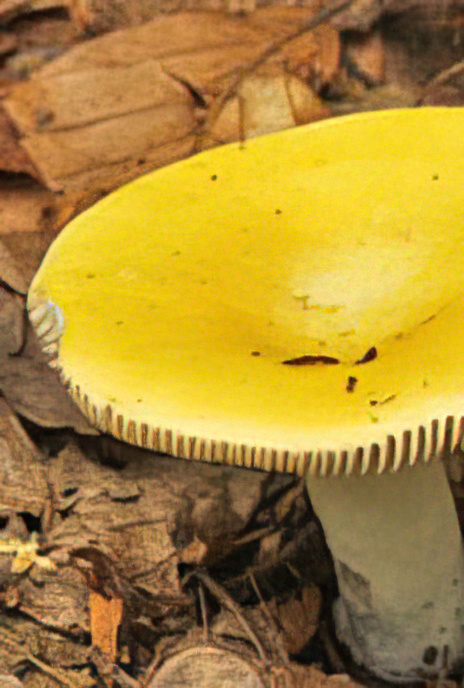 Yellow Swamp Russula