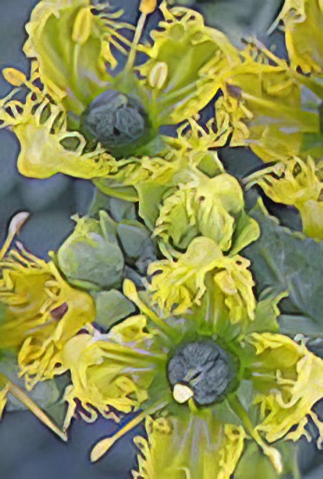 Fringed Rue