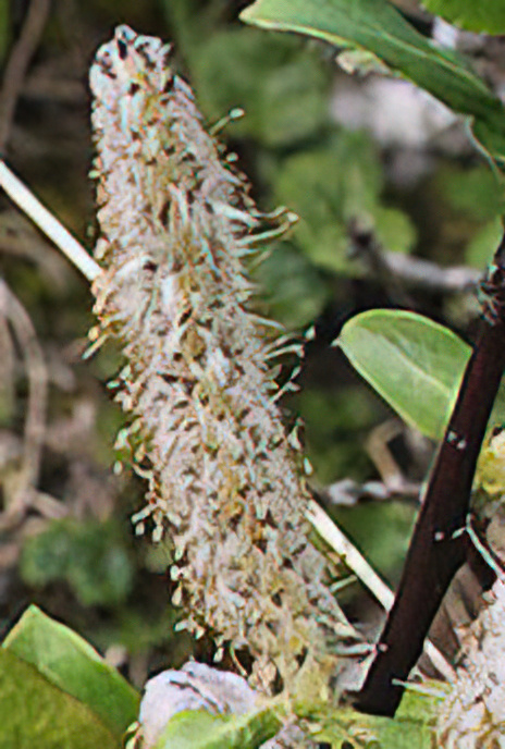 Mountain Willow