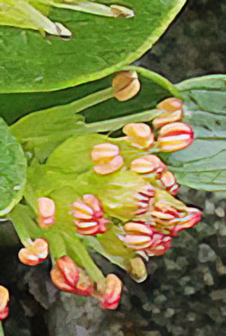 Thyme-leaved Willow