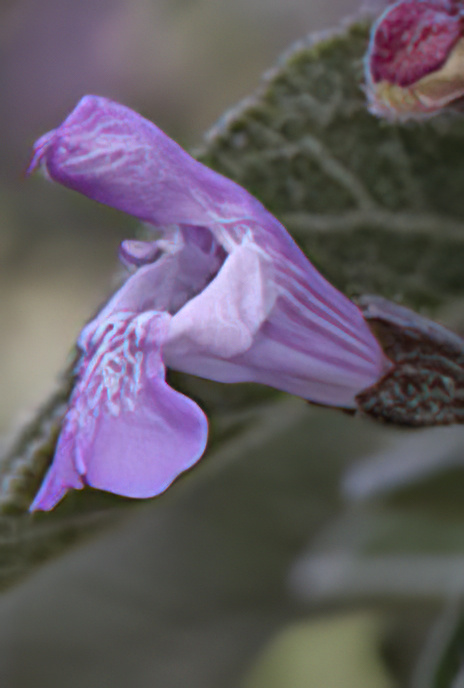 Greek Sage