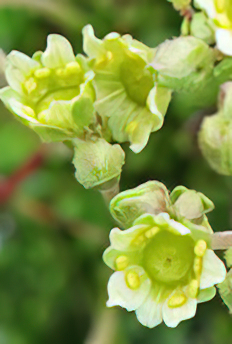 Seguier’s Saxifrage