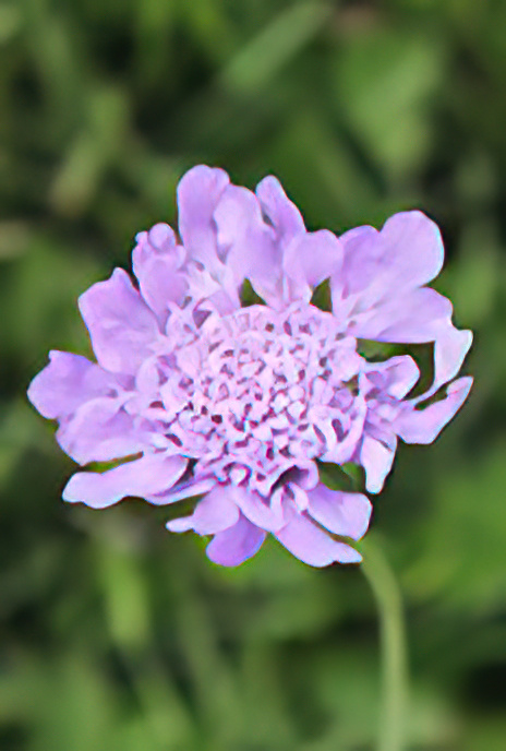 Small Scabious