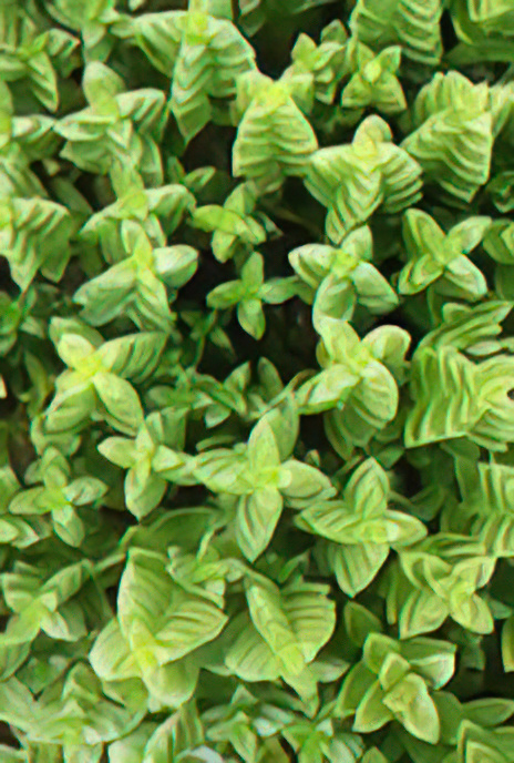 Sea Sandwort