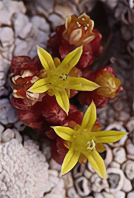 Cretan or Coastal Stonecrop