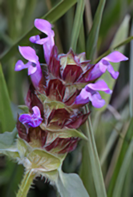 Selfheal
