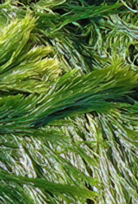 Shaving Brush Weed