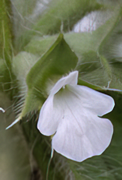 Simplebeak Ironwort
