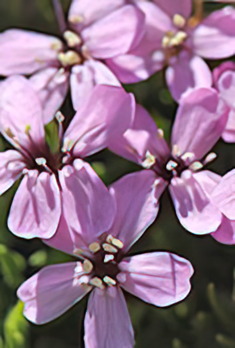Moss Campion