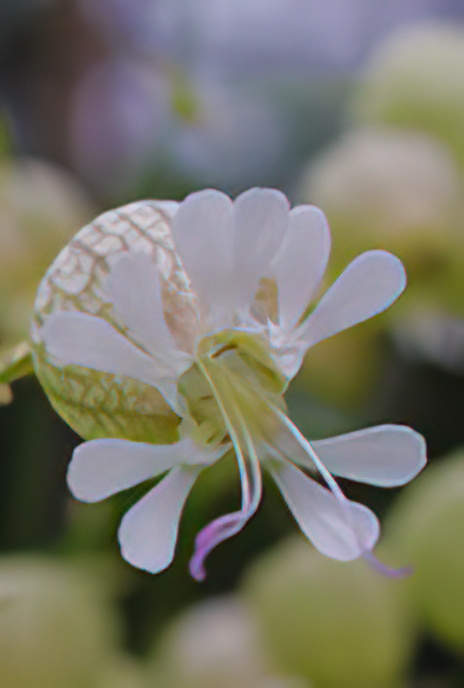 Bladder Campion