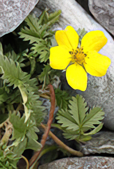 Silverweed