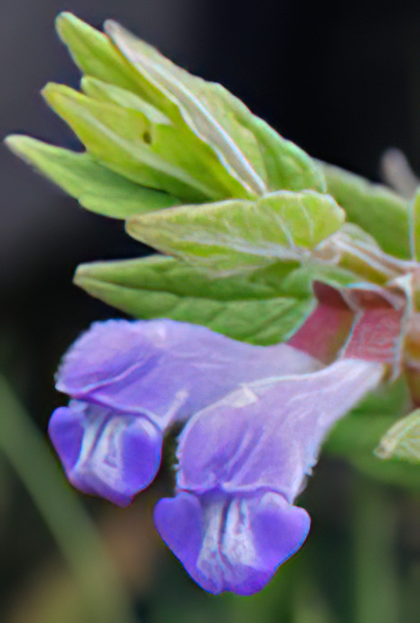 Skullcap
