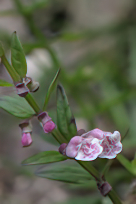 Lesser Skullcap
