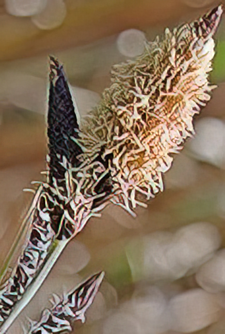 Slender Tufted Sedge