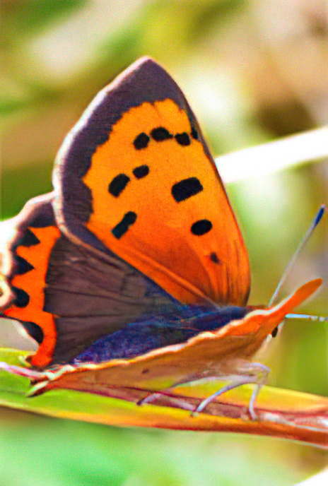 Small Copper