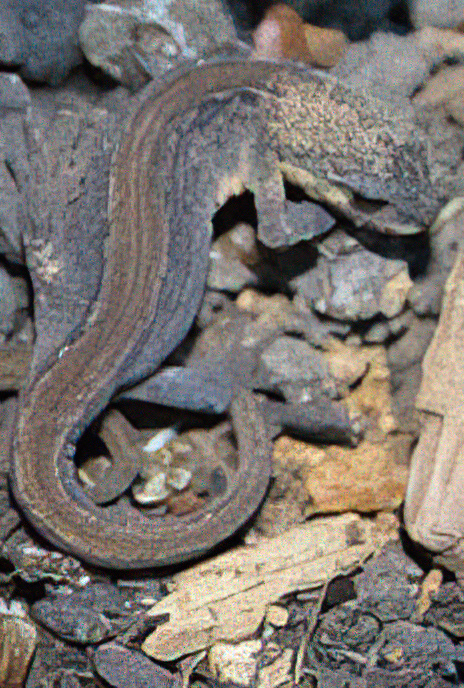 Smooth Newt